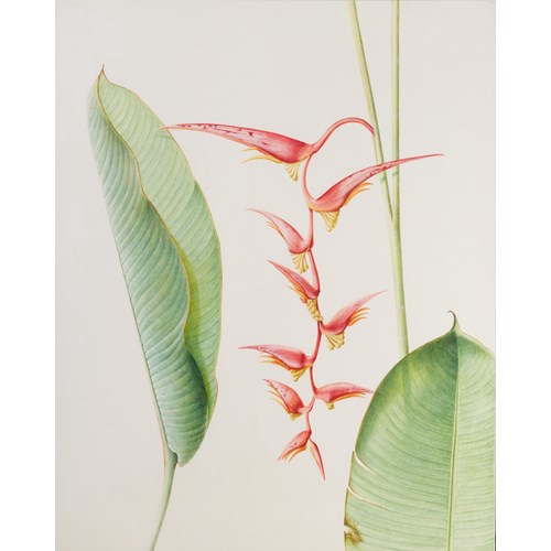 Heliconia, Tjampuhan, Ubud